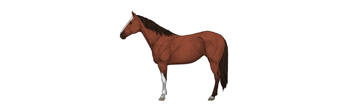 how-to-draw-horses-horse-coat-colors-markings