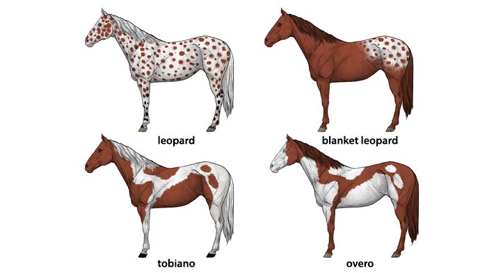 how-to-draw-horses-horse-coat-colors-patterns