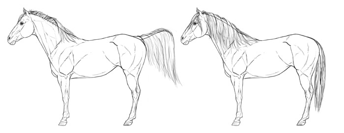 how-to-draw-horses-mane-tail