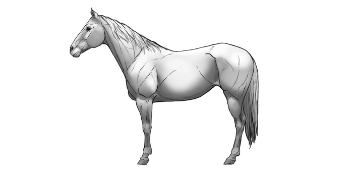 how-to-draw-horses-shading