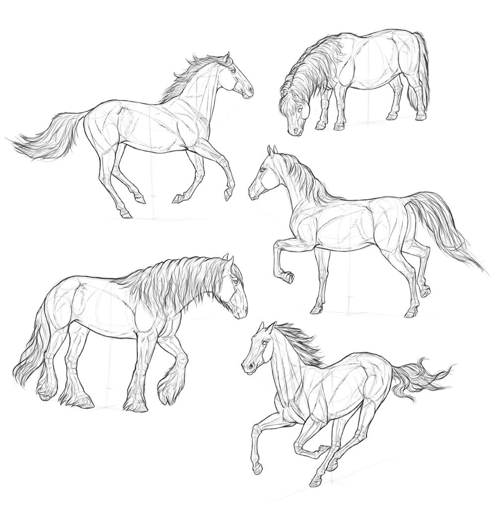 how to draw a realistic horse body SketchBook Original: How to Draw Horses – Monika Zagrobelna