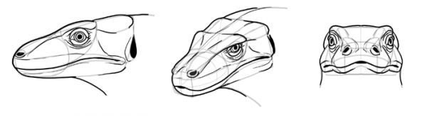  How To Draw A Lizard Head in 2023 Check it out now 