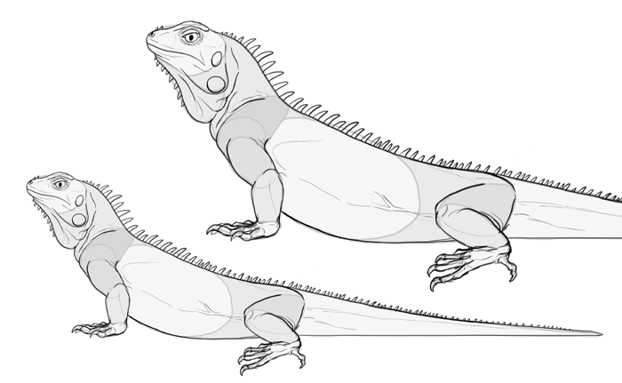 lizard drawings