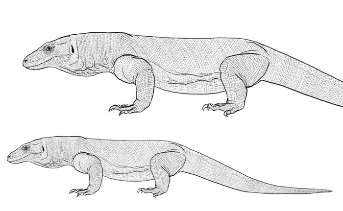 Komodo Dragon Line Drawing