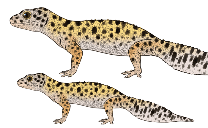 Featured image of post Easy Leopard Gecko Drawings We may dream of producing beautiful specimens and even of developing our own lines