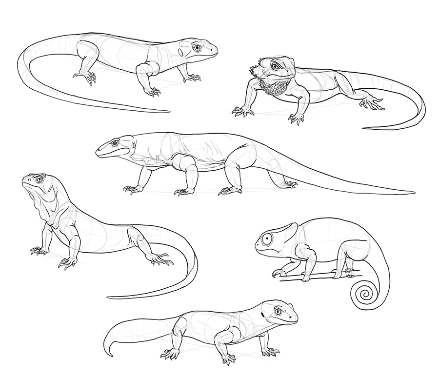 Best How To Draw Lizards Step By Step of the decade Check it out now 
