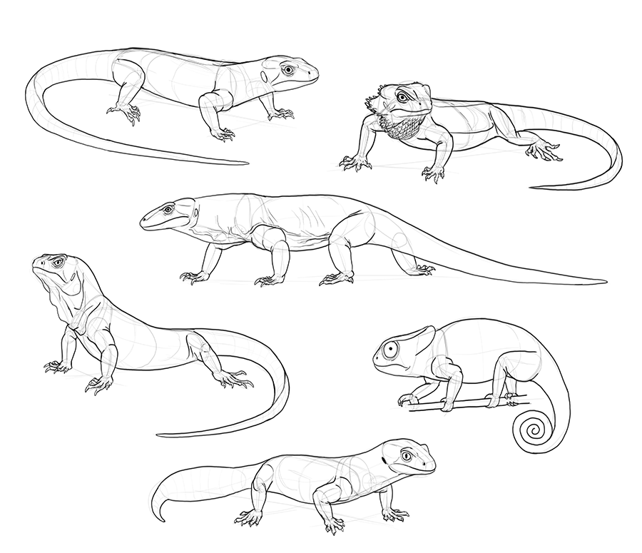 How Do You Draw A Lizard