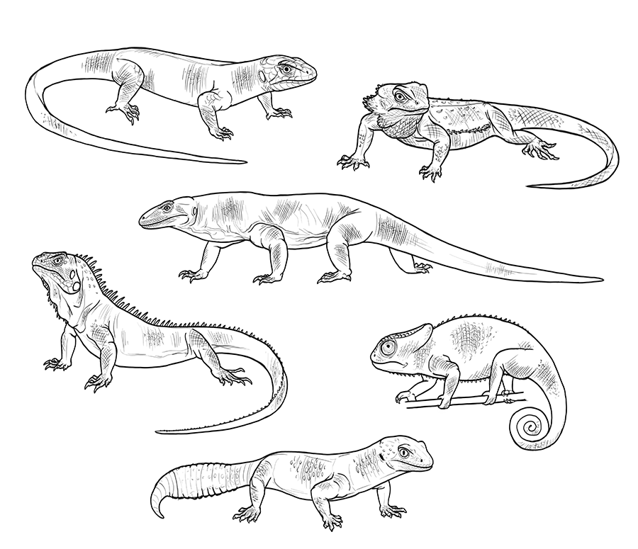 SketchBook Original: How to Draw Lizards – Monika Zagrobelna