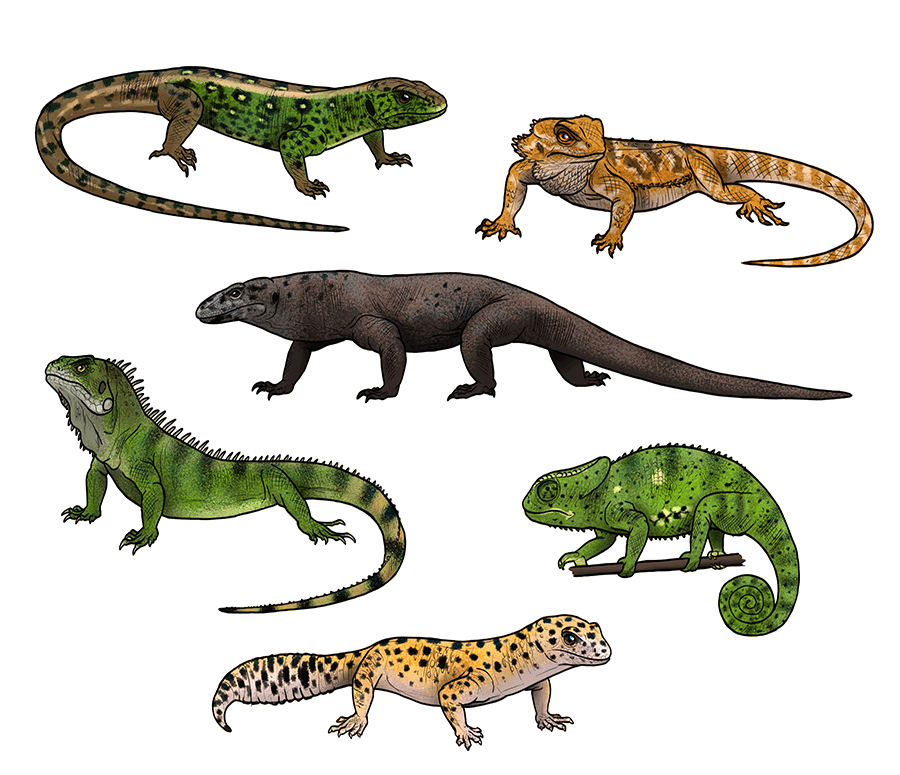 lizard drawings