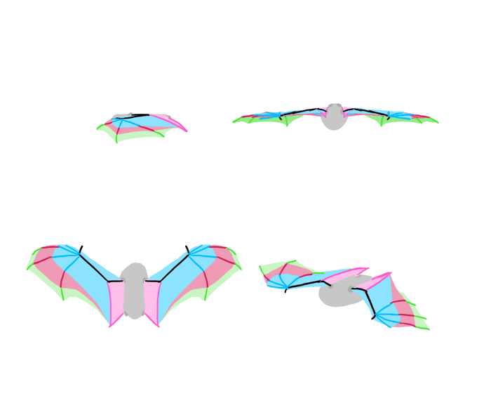 how-to-draw-wings-bat-fligh-frames-4