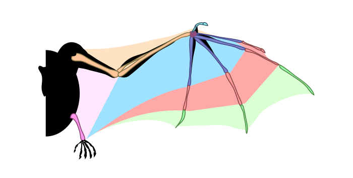 how-to-draw-wings-bat-structure