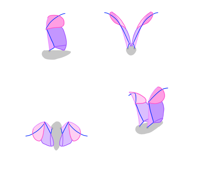 how-to-draw-wings-bird-flight-frames-11