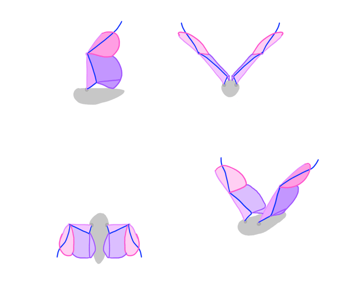 how-to-draw-wings-bird-flight-frames-2