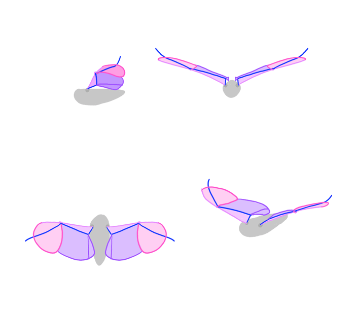 how-to-draw-wings-bird-flight-frames-3