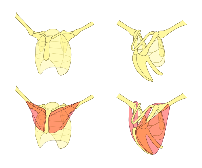 how-to-draw-wings-chest-bones-bird