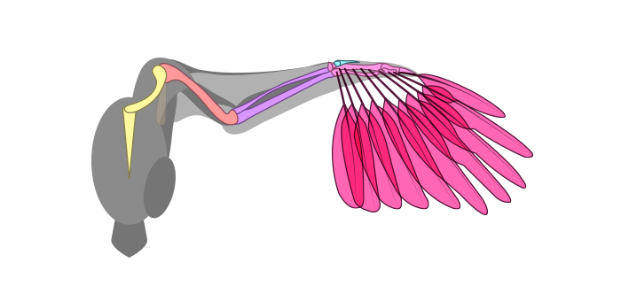 How to draw wings. Смотреть фото How to draw wings. Смотреть картинку How to draw wings. Картинка про How to draw wings. Фото How to draw wings