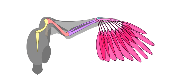 how-to-draw-wings-ventral-dorsal-bird-2-1