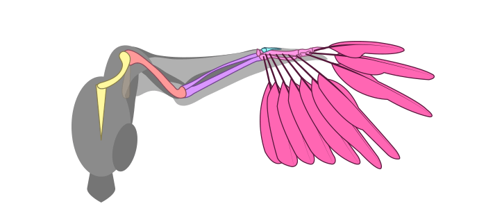 How to draw wings. Смотреть фото How to draw wings. Смотреть картинку How to draw wings. Картинка про How to draw wings. Фото How to draw wings