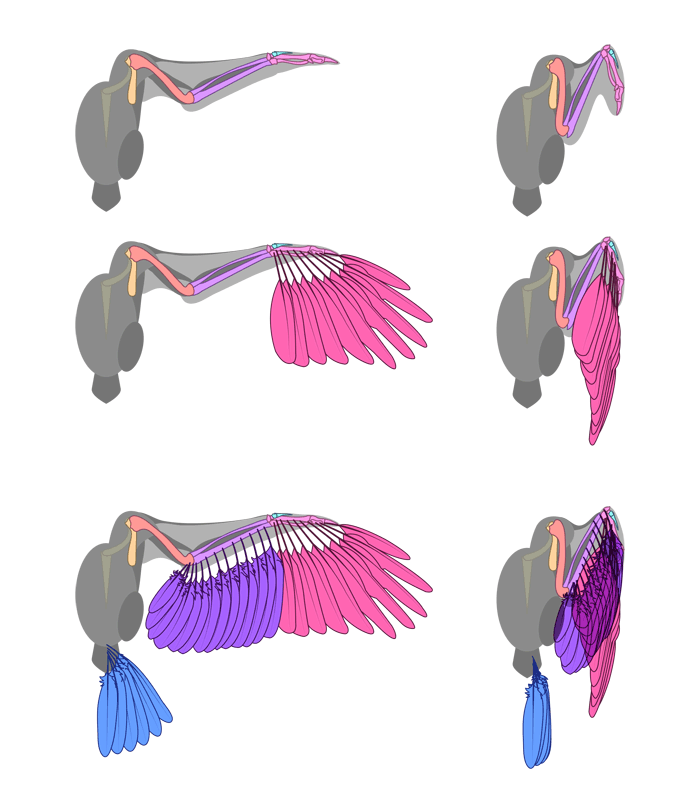 bird wing alula