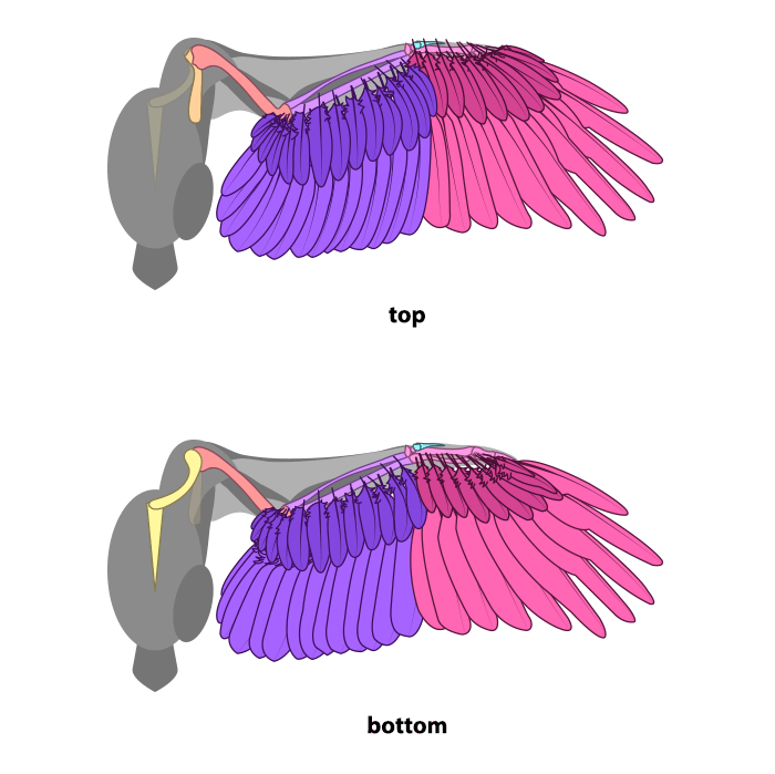 How to draw wings. Смотреть фото How to draw wings. Смотреть картинку How to draw wings. Картинка про How to draw wings. Фото How to draw wings