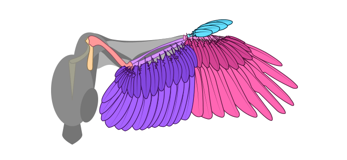 How to draw wings. Смотреть фото How to draw wings. Смотреть картинку How to draw wings. Картинка про How to draw wings. Фото How to draw wings