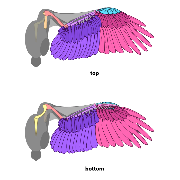 How to draw wings. Смотреть фото How to draw wings. Смотреть картинку How to draw wings. Картинка про How to draw wings. Фото How to draw wings