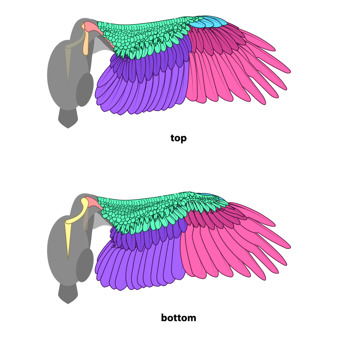 how-to-draw-wings-ventral-dorsal-bird-6