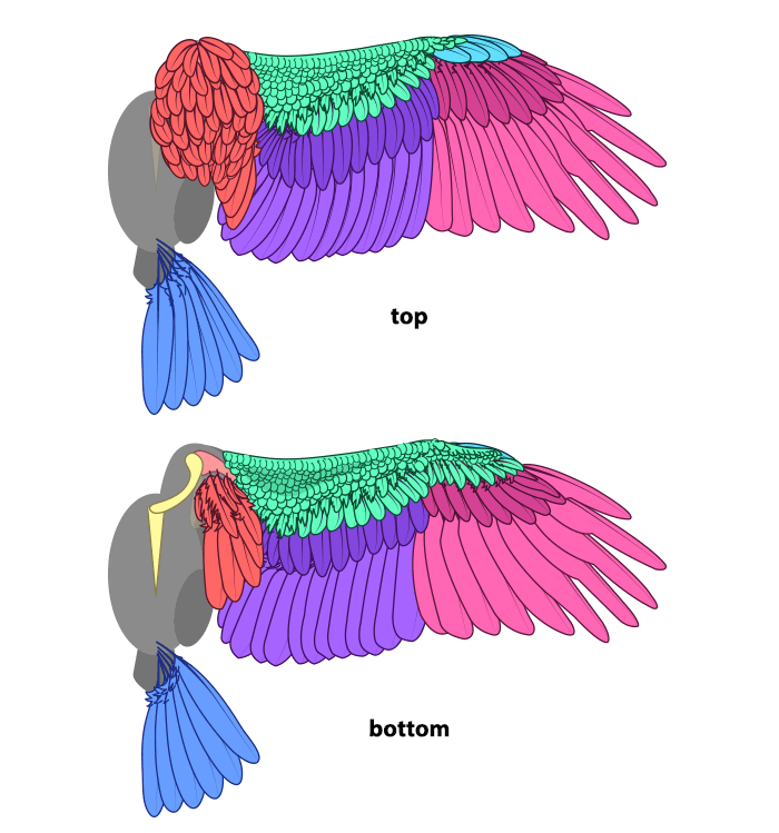 bird wing anatomy feathers