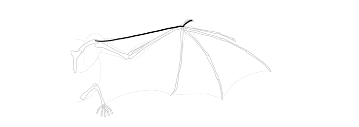 How to draw wings. Смотреть фото How to draw wings. Смотреть картинку How to draw wings. Картинка про How to draw wings. Фото How to draw wings