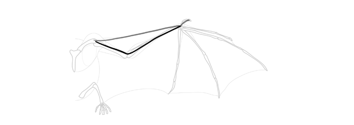 how-to-draw-wings-wing-bat-step-by-step-2