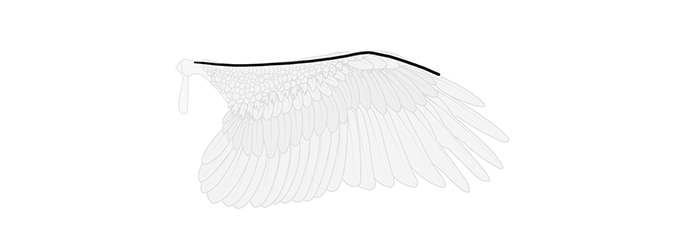 How to draw wings. Смотреть фото How to draw wings. Смотреть картинку How to draw wings. Картинка про How to draw wings. Фото How to draw wings