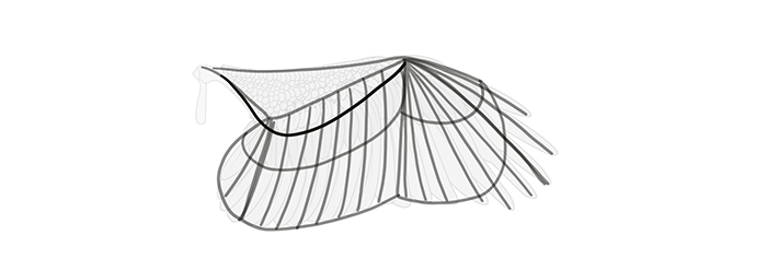 How to draw wings. Смотреть фото How to draw wings. Смотреть картинку How to draw wings. Картинка про How to draw wings. Фото How to draw wings