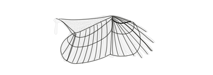 How to draw wings. Смотреть фото How to draw wings. Смотреть картинку How to draw wings. Картинка про How to draw wings. Фото How to draw wings
