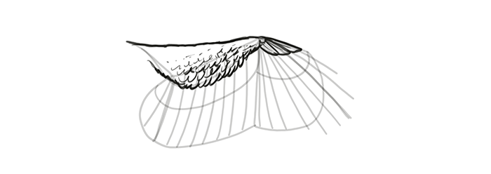 How to draw wings. Смотреть фото How to draw wings. Смотреть картинку How to draw wings. Картинка про How to draw wings. Фото How to draw wings