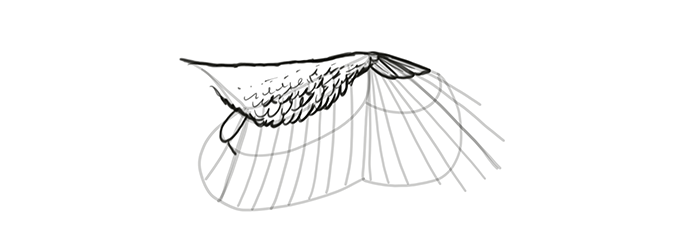 How to draw wings. Смотреть фото How to draw wings. Смотреть картинку How to draw wings. Картинка про How to draw wings. Фото How to draw wings