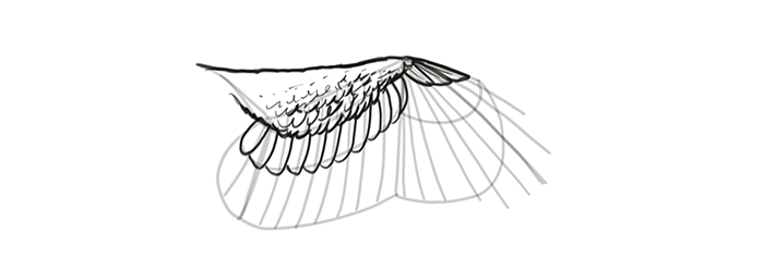How to draw wings. Смотреть фото How to draw wings. Смотреть картинку How to draw wings. Картинка про How to draw wings. Фото How to draw wings