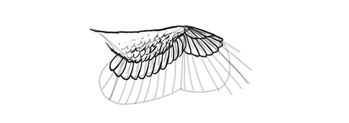 How to draw wings. Смотреть фото How to draw wings. Смотреть картинку How to draw wings. Картинка про How to draw wings. Фото How to draw wings