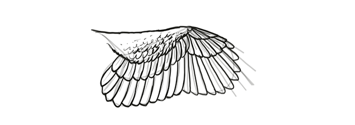 How to draw wings. Смотреть фото How to draw wings. Смотреть картинку How to draw wings. Картинка про How to draw wings. Фото How to draw wings