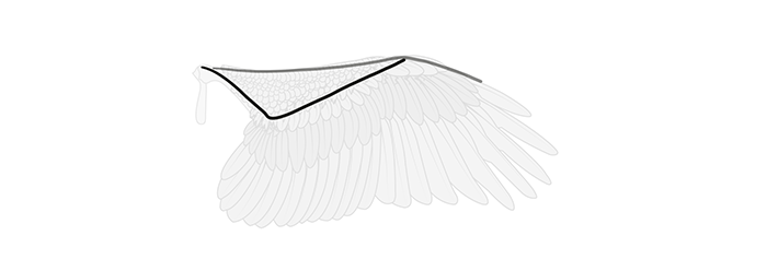 How to draw wings. Смотреть фото How to draw wings. Смотреть картинку How to draw wings. Картинка про How to draw wings. Фото How to draw wings
