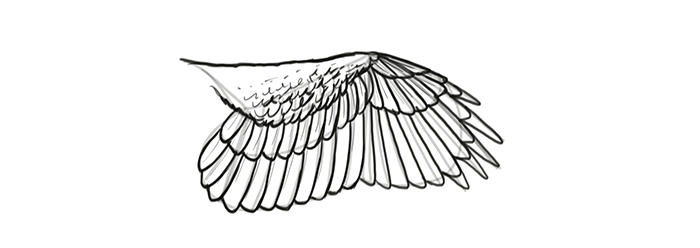 Easy Bird Wing Drawing, HD Png Download - vhv