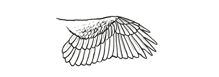 How to draw wings. Смотреть фото How to draw wings. Смотреть картинку How to draw wings. Картинка про How to draw wings. Фото How to draw wings