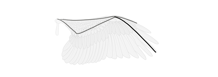 How to draw wings. Смотреть фото How to draw wings. Смотреть картинку How to draw wings. Картинка про How to draw wings. Фото How to draw wings