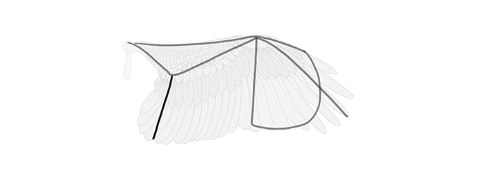 How to draw wings. Смотреть фото How to draw wings. Смотреть картинку How to draw wings. Картинка про How to draw wings. Фото How to draw wings