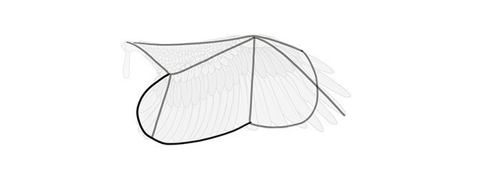 How to draw wings. Смотреть фото How to draw wings. Смотреть картинку How to draw wings. Картинка про How to draw wings. Фото How to draw wings