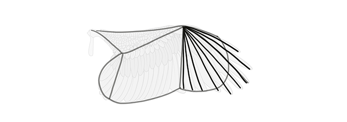 How to draw wings. Смотреть фото How to draw wings. Смотреть картинку How to draw wings. Картинка про How to draw wings. Фото How to draw wings