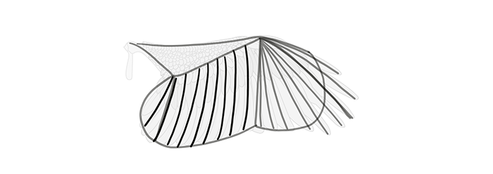 How to draw wings. Смотреть фото How to draw wings. Смотреть картинку How to draw wings. Картинка про How to draw wings. Фото How to draw wings