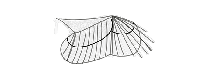 How to draw wings. Смотреть фото How to draw wings. Смотреть картинку How to draw wings. Картинка про How to draw wings. Фото How to draw wings