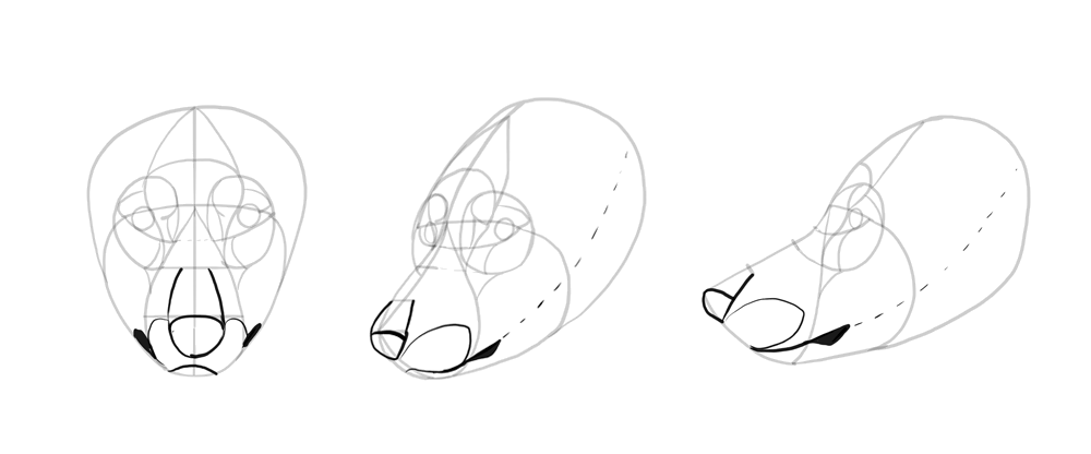 how-to-draw-wolves-drawing-head-12