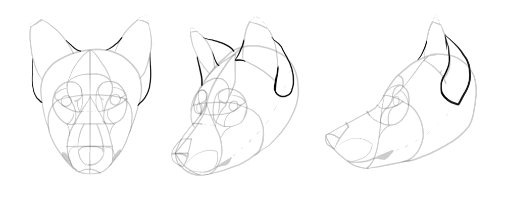 comment-dessiner-des-loups-dessin-tete-14