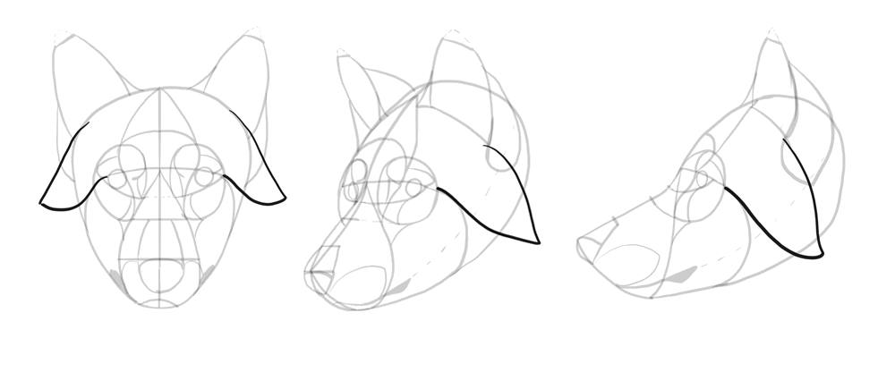 comment-dessiner-des-loups-dessin-tête-15